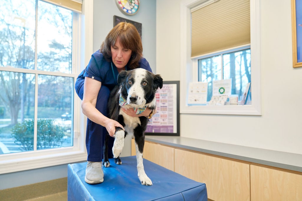 Dog receiving veterinary physical therapy to support mobility at Woodlake Animal Hospital in Midlothian, VA