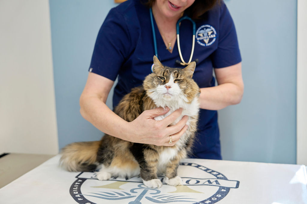 Veterinarian providing gentle, cat-friendly care during a low-stress exam at Woodlake Animal Hospital in Midlothian, VA